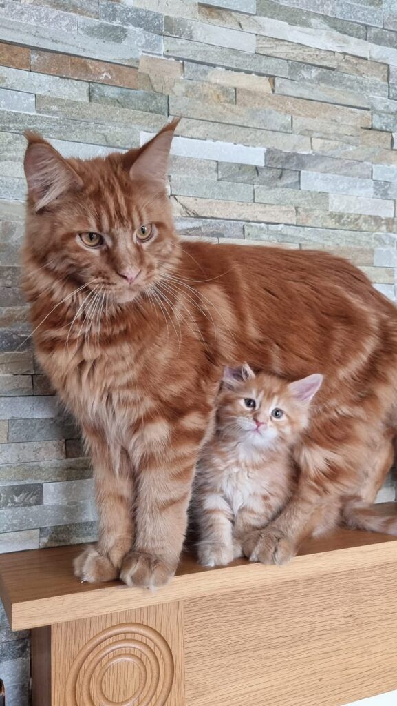 Maine Coon Kittens, Maine Coon for sale