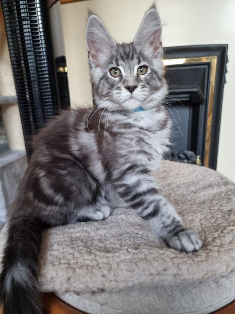 Coon cats for sale, Maine coon cats for sale in the uk