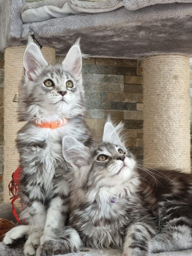 Coon cats for sale, Maine coon cats for sale in the uk
