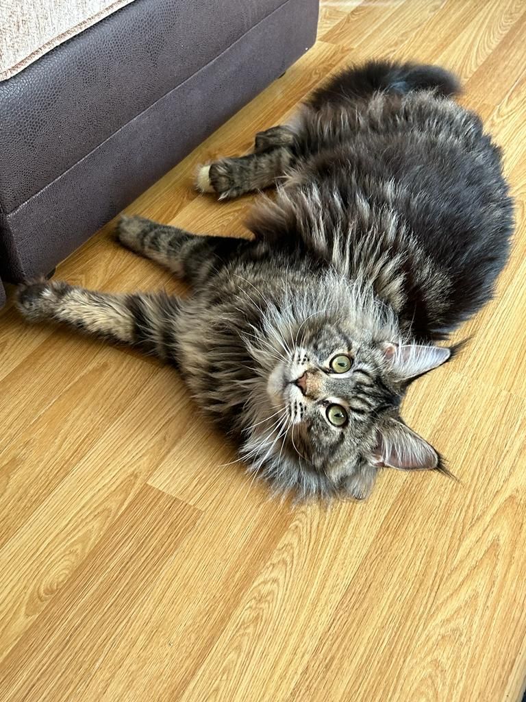 Maine Coon cat breeders near Cottingham