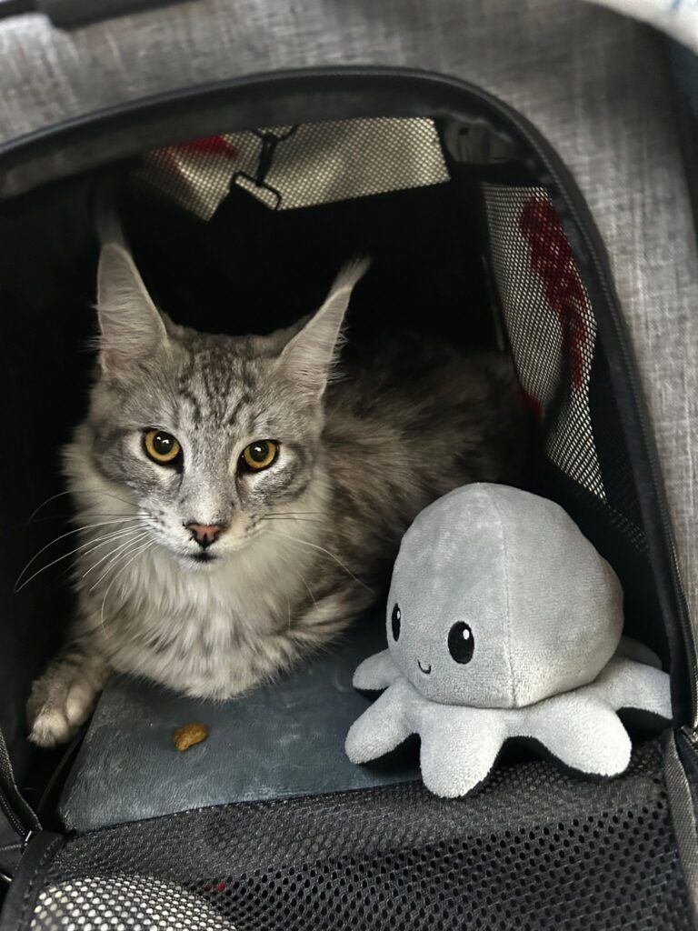 Maine Coon kittens for sale near Willerby