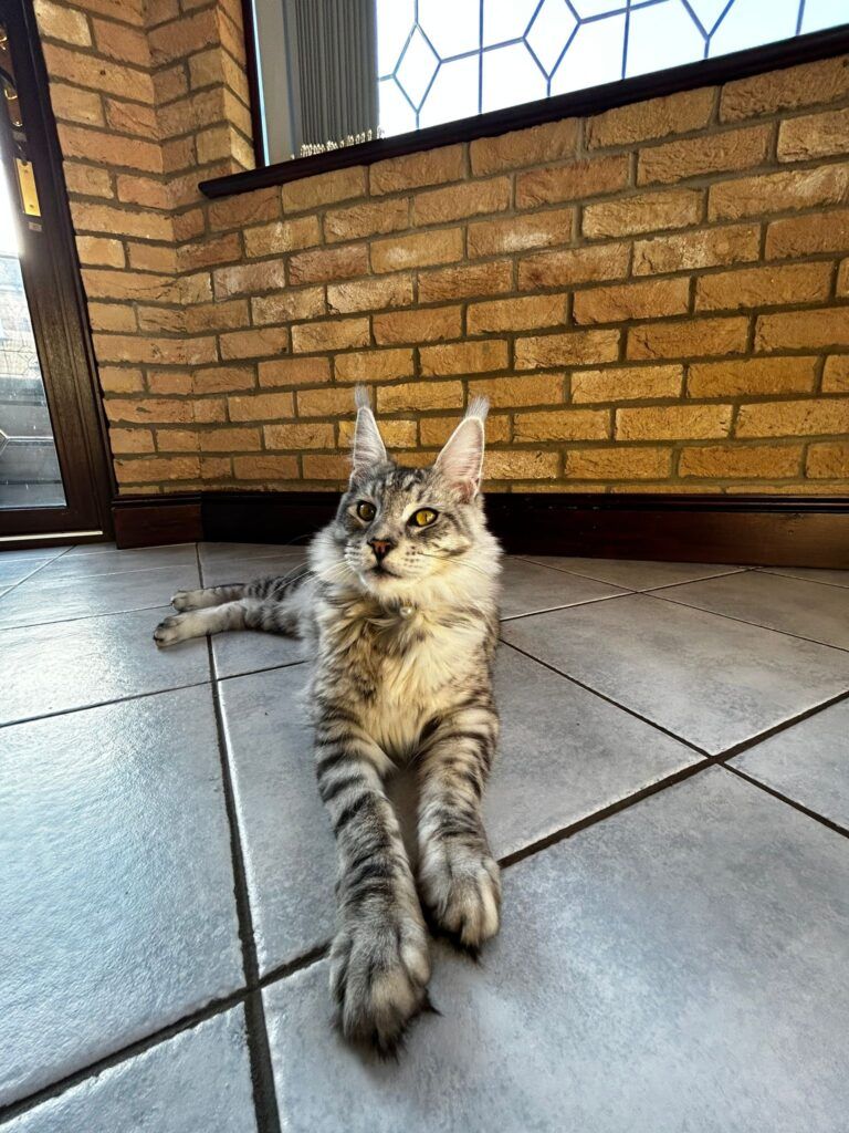 Maine Coon kittens for sale near Willerby