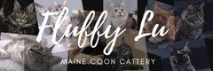 Maine Coon Cats, buy maine coon cat