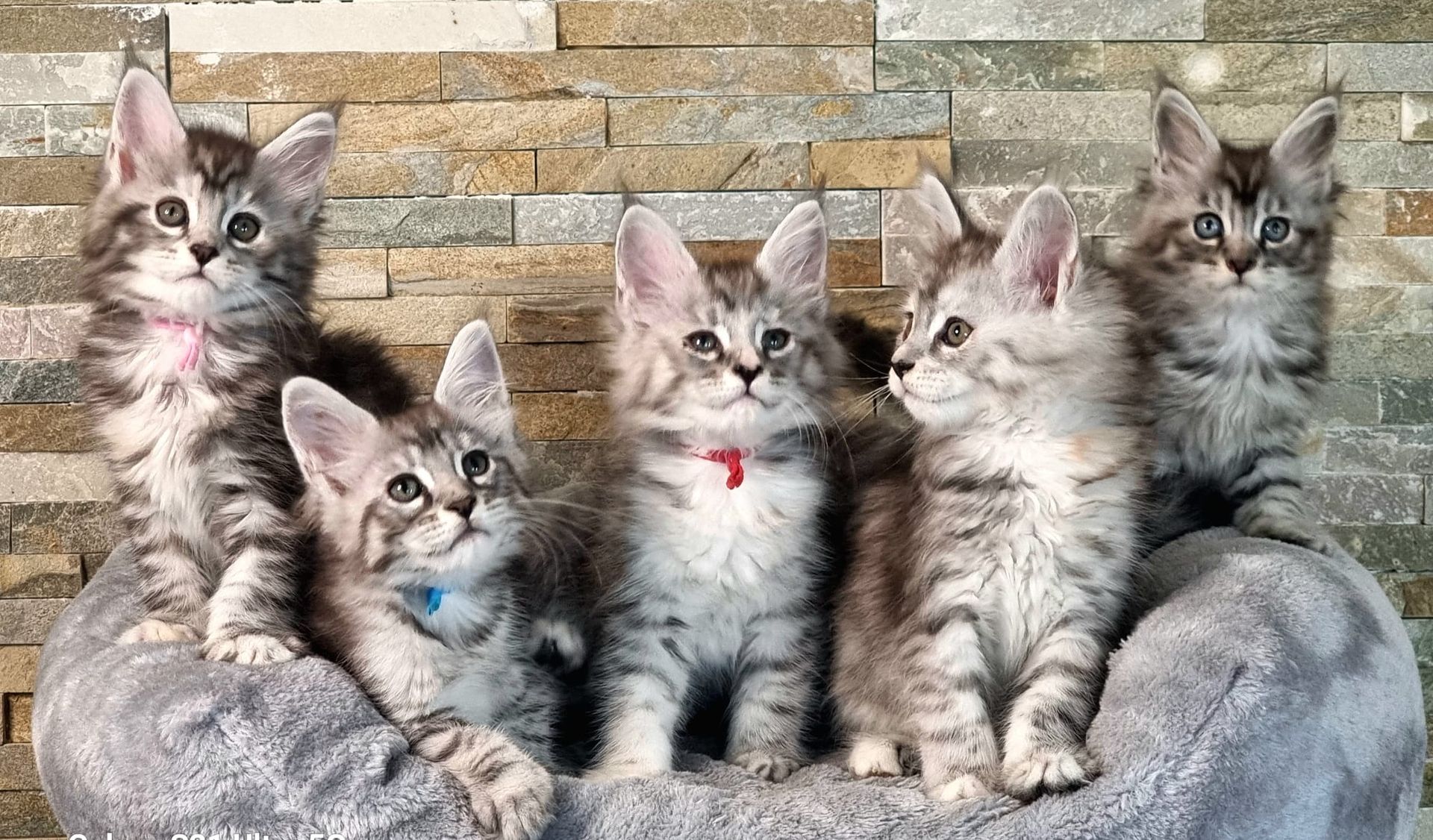 Maine Coon kittens for sale near Dunswell