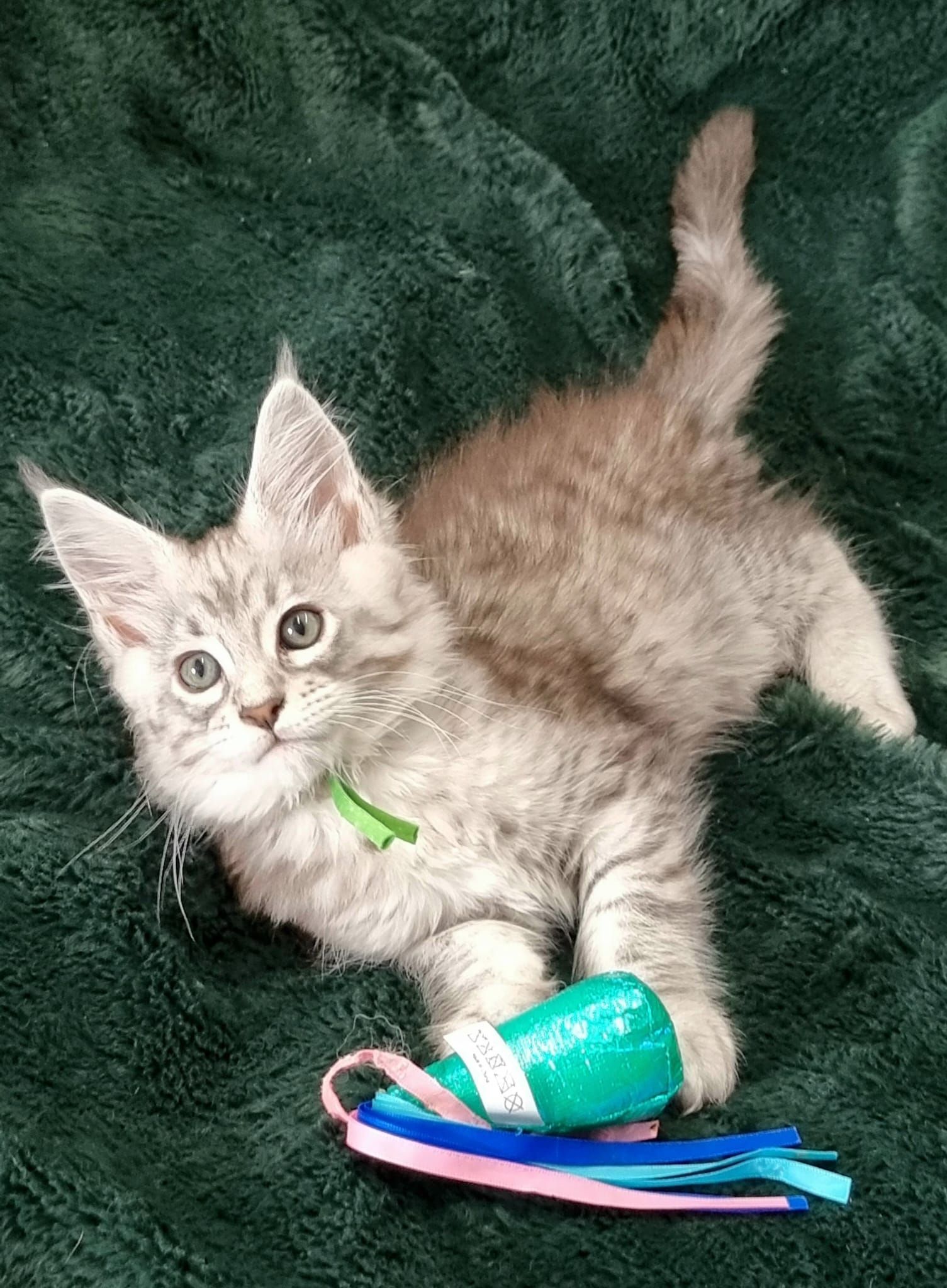 Maine Coon Kittens, Maine Coon for sale