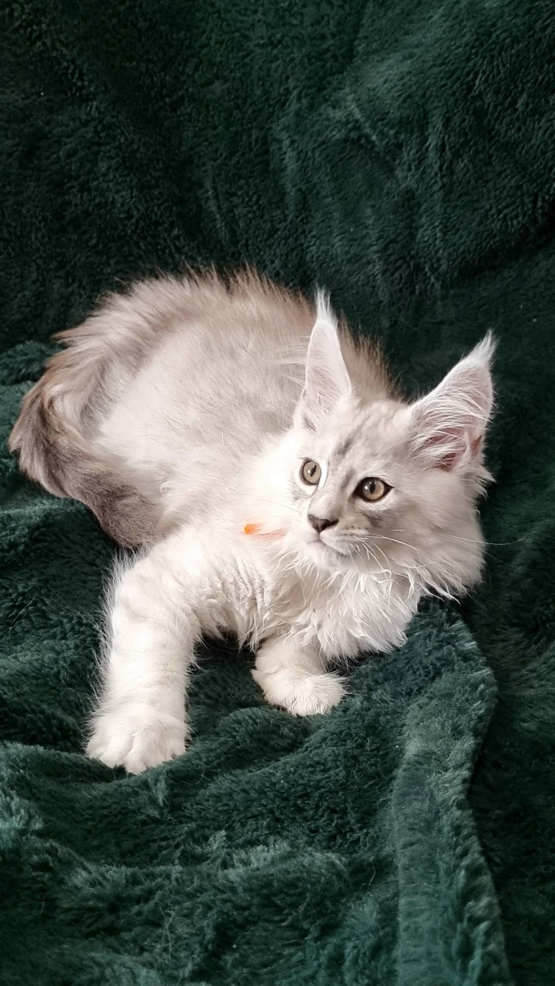 Rehomed cat