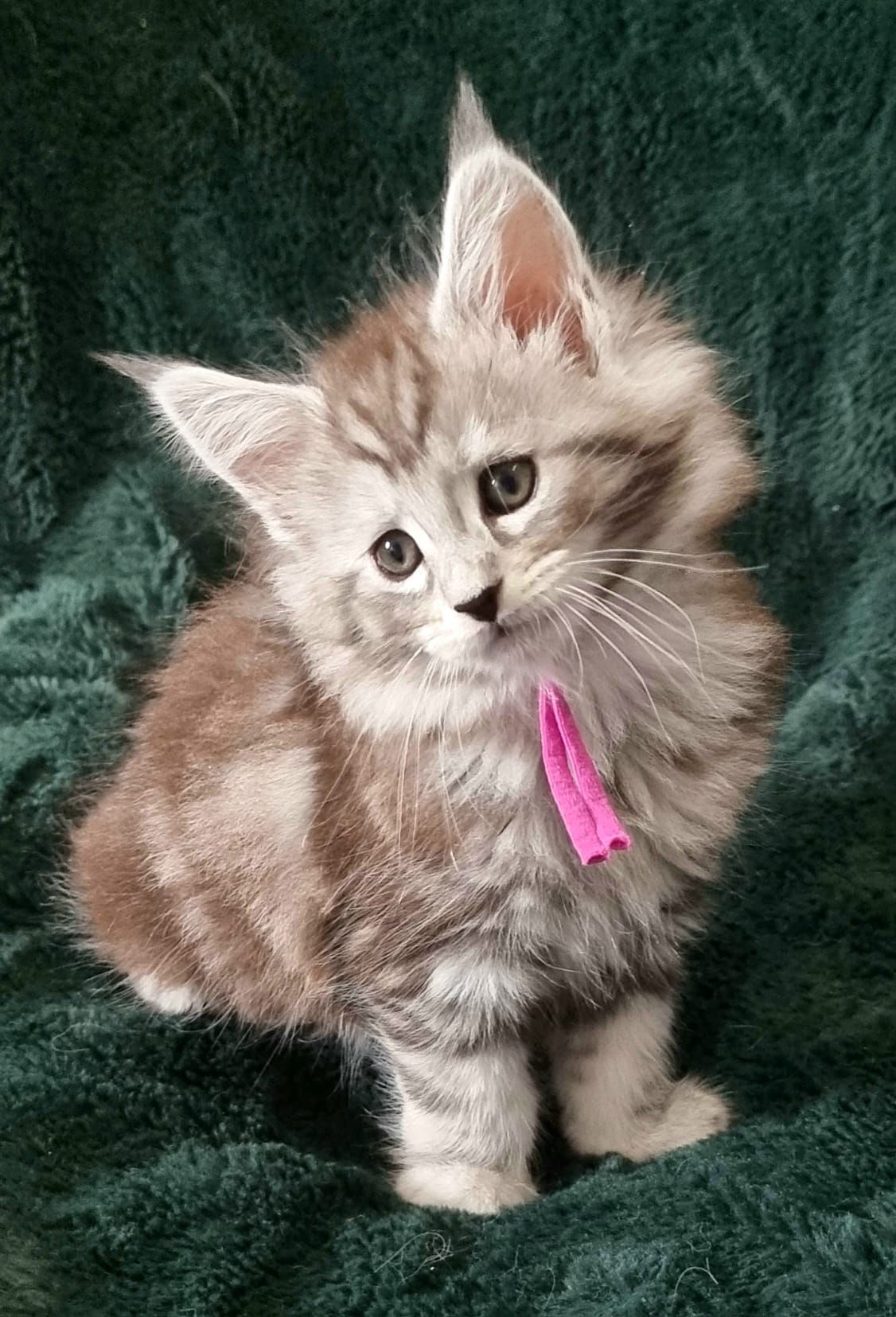 Rehomed cat