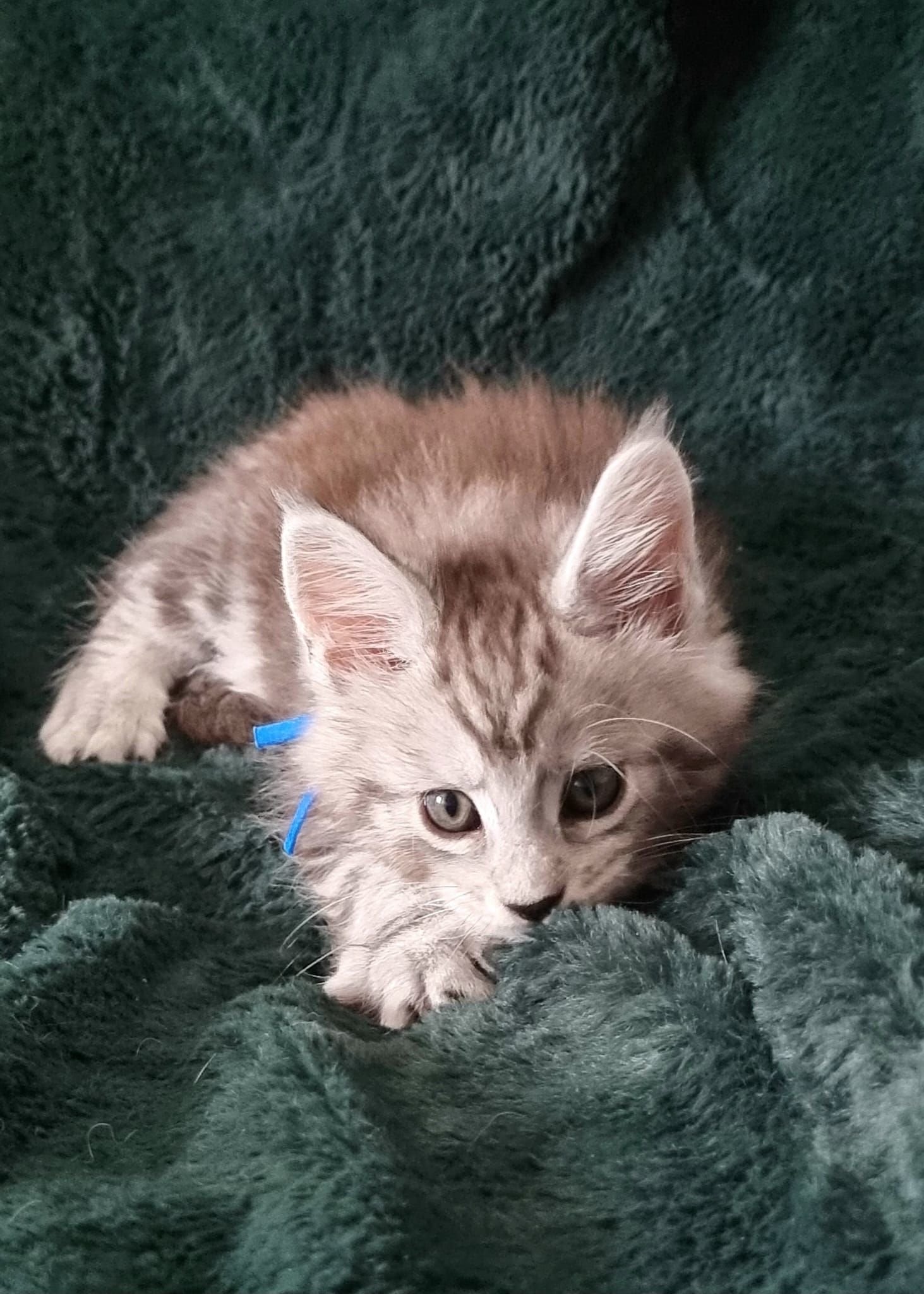 Maine Coon, Maine coon cat price
