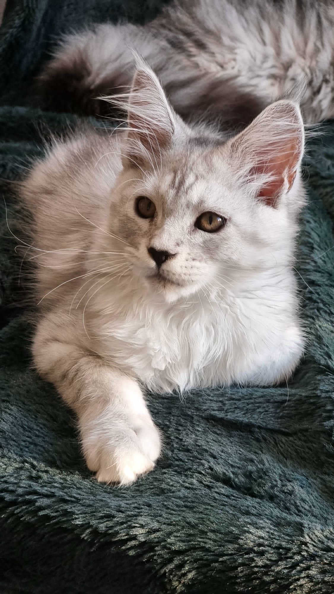 Rehomed cat