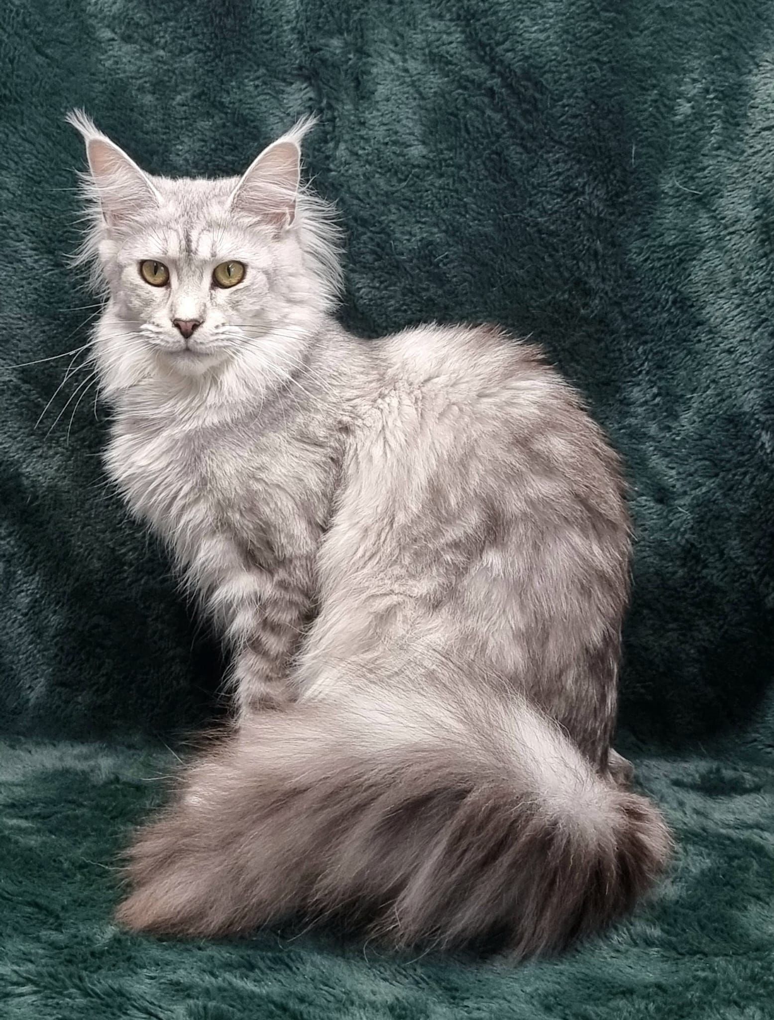 Rehomed cat