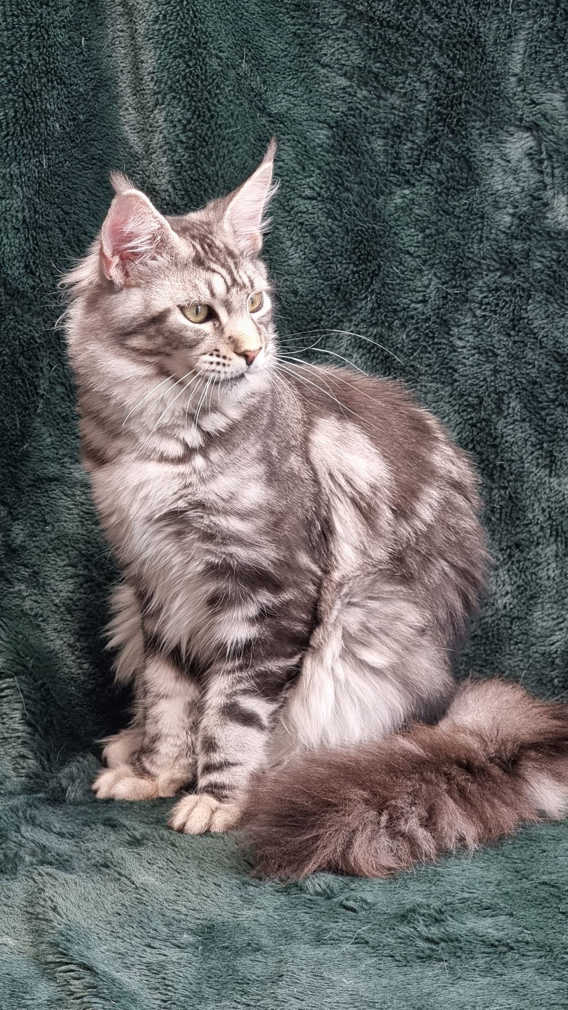 Maine coon price, Cat Maine coon price