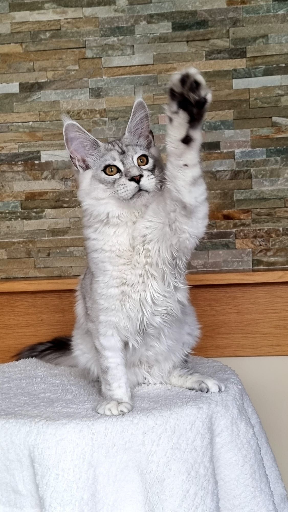 Rehomed cat