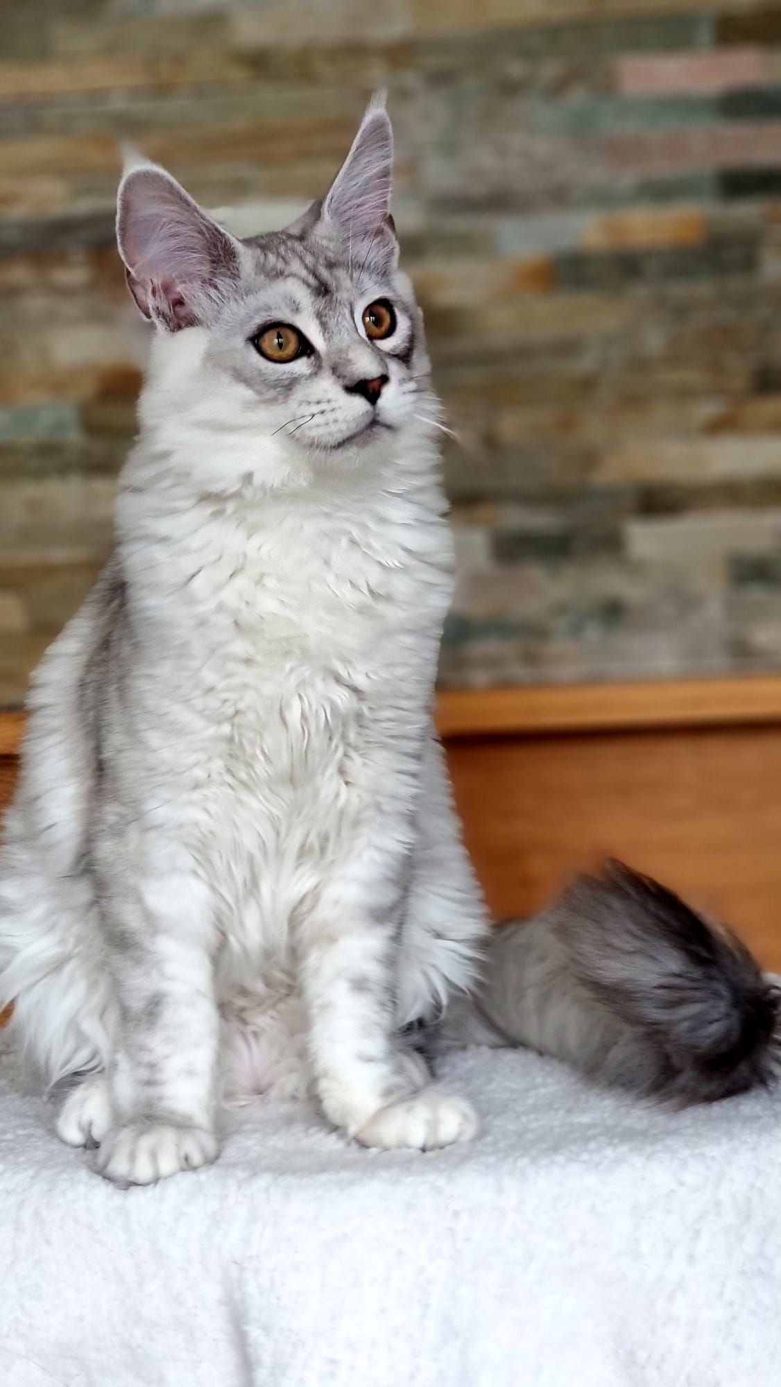 Rehomed cat