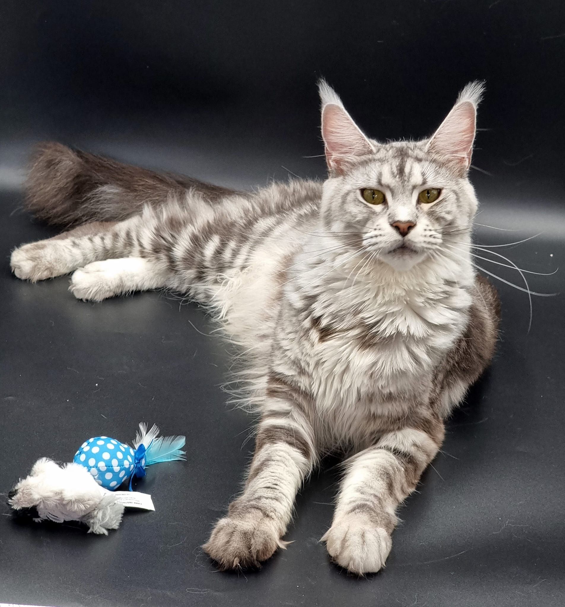 Maine Coon as a pet