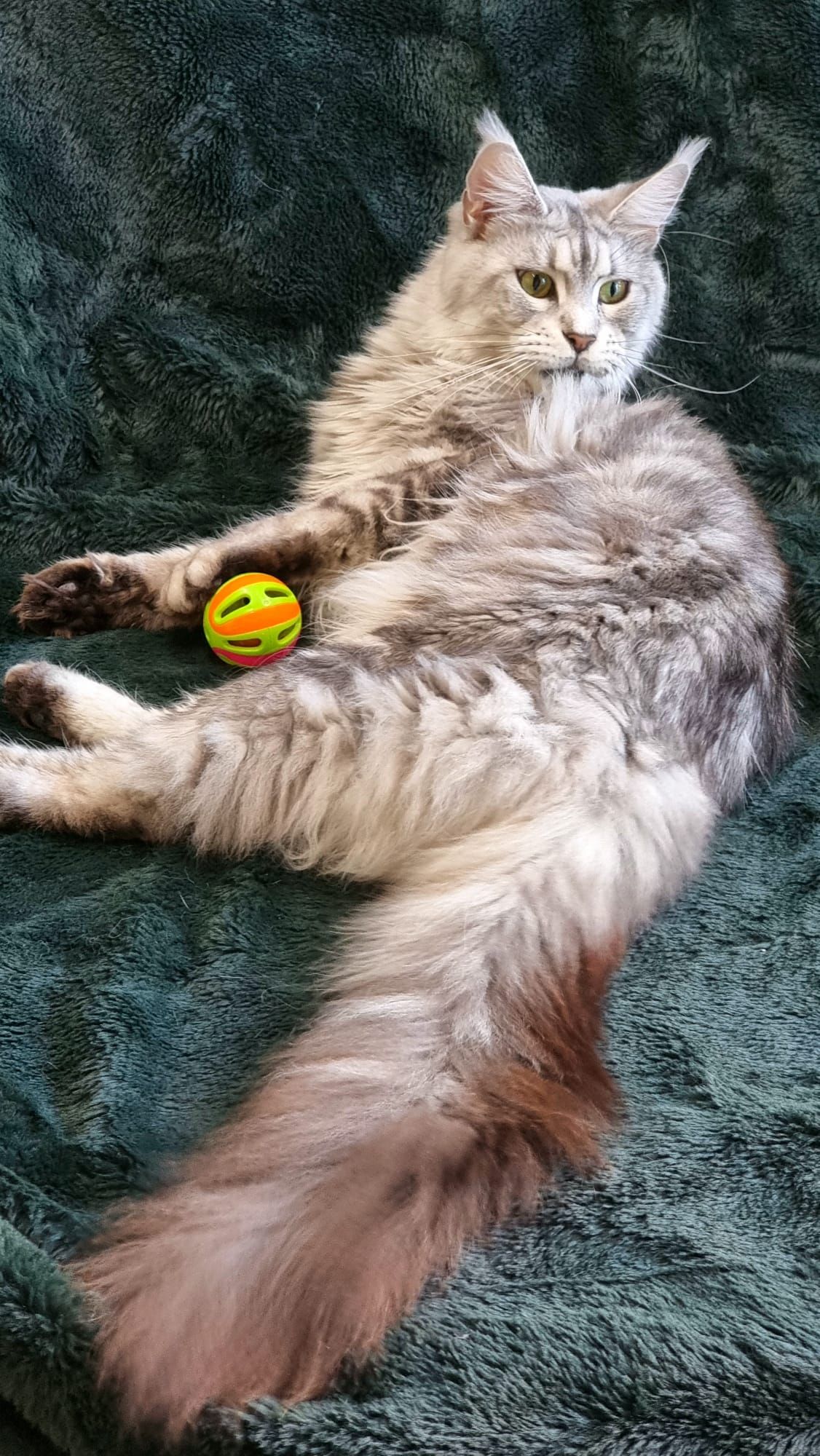 Maine coon price, Cat Maine coon price