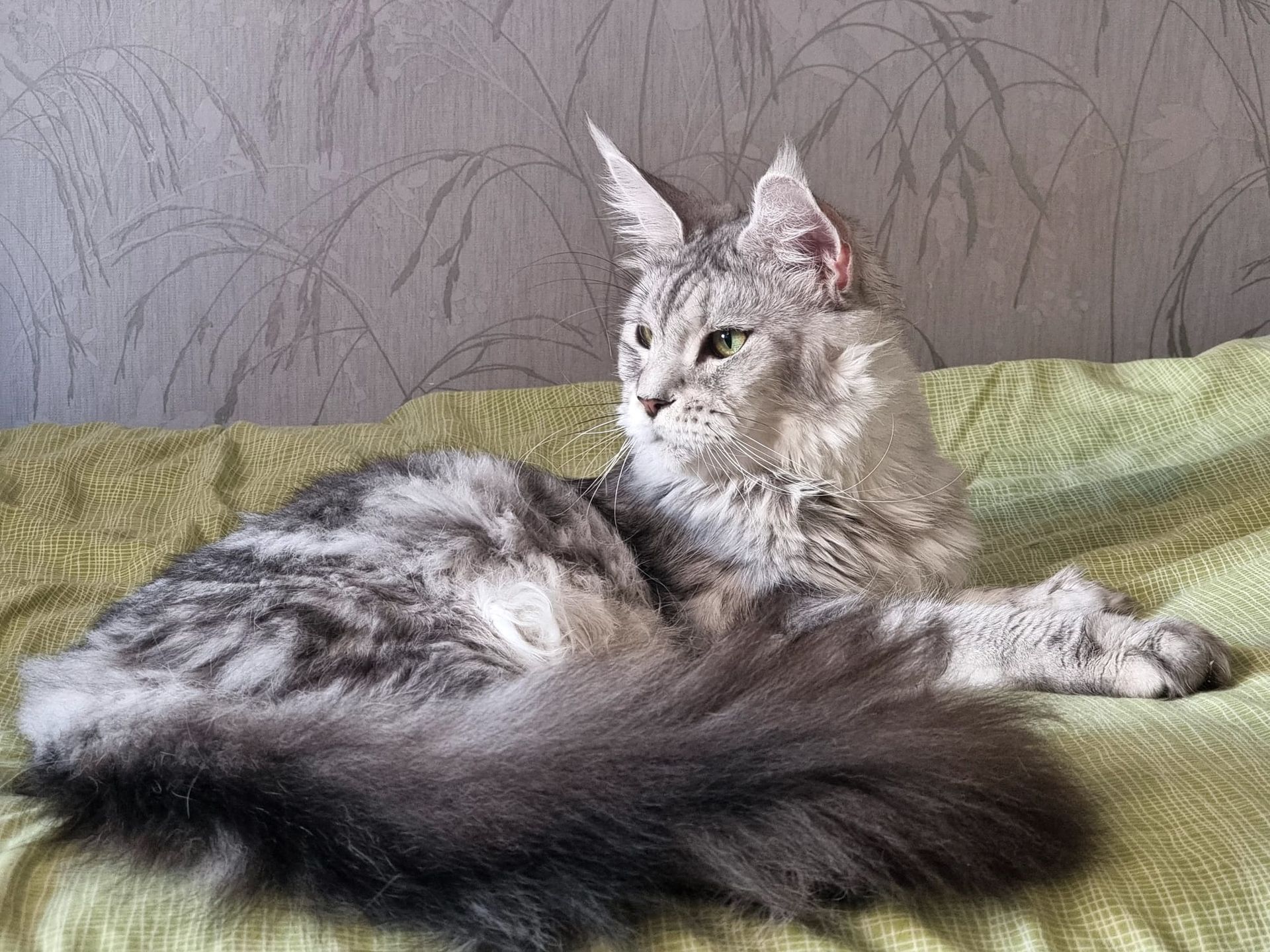 Maine coon price, Cat Maine coon price