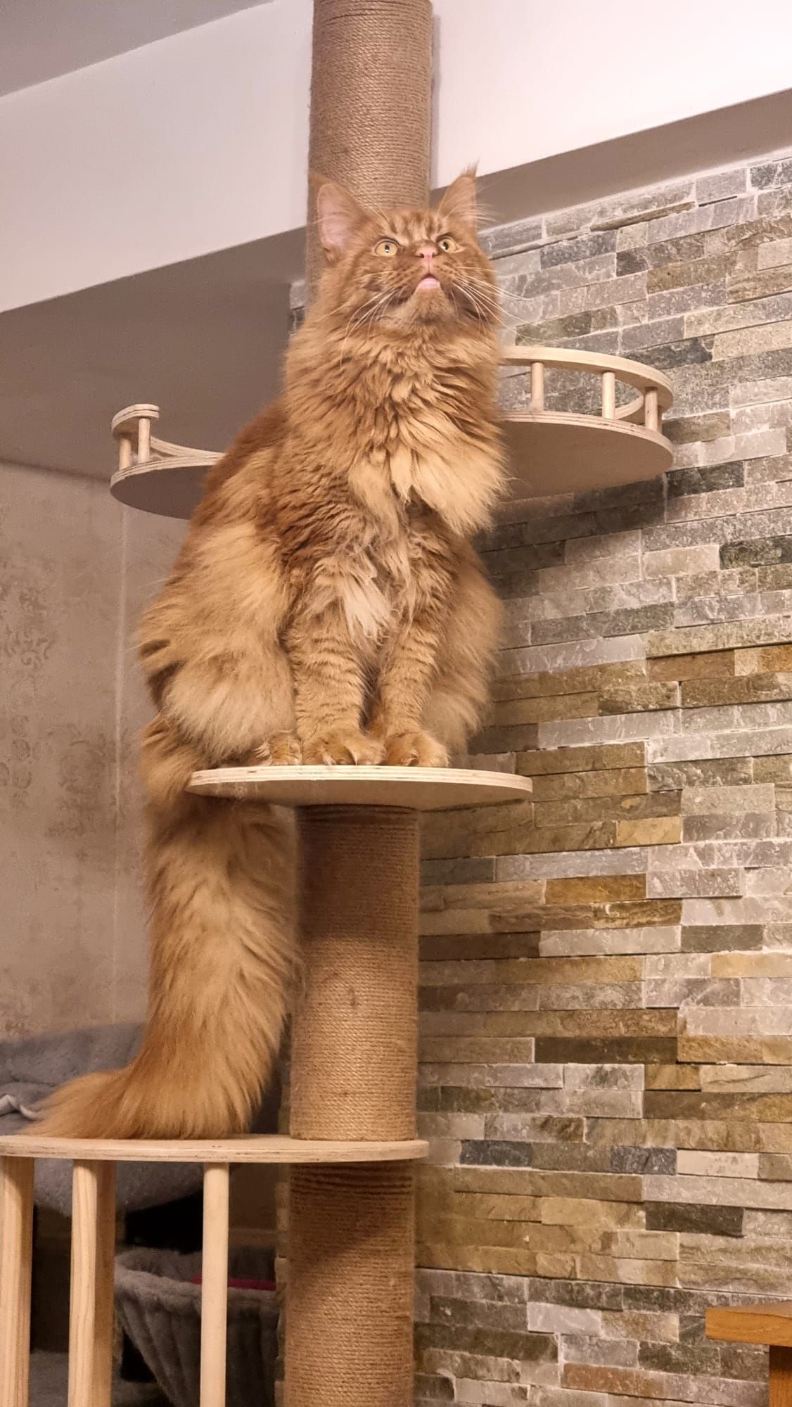 coon cats for sale, Maine coon cats for sale in the uk