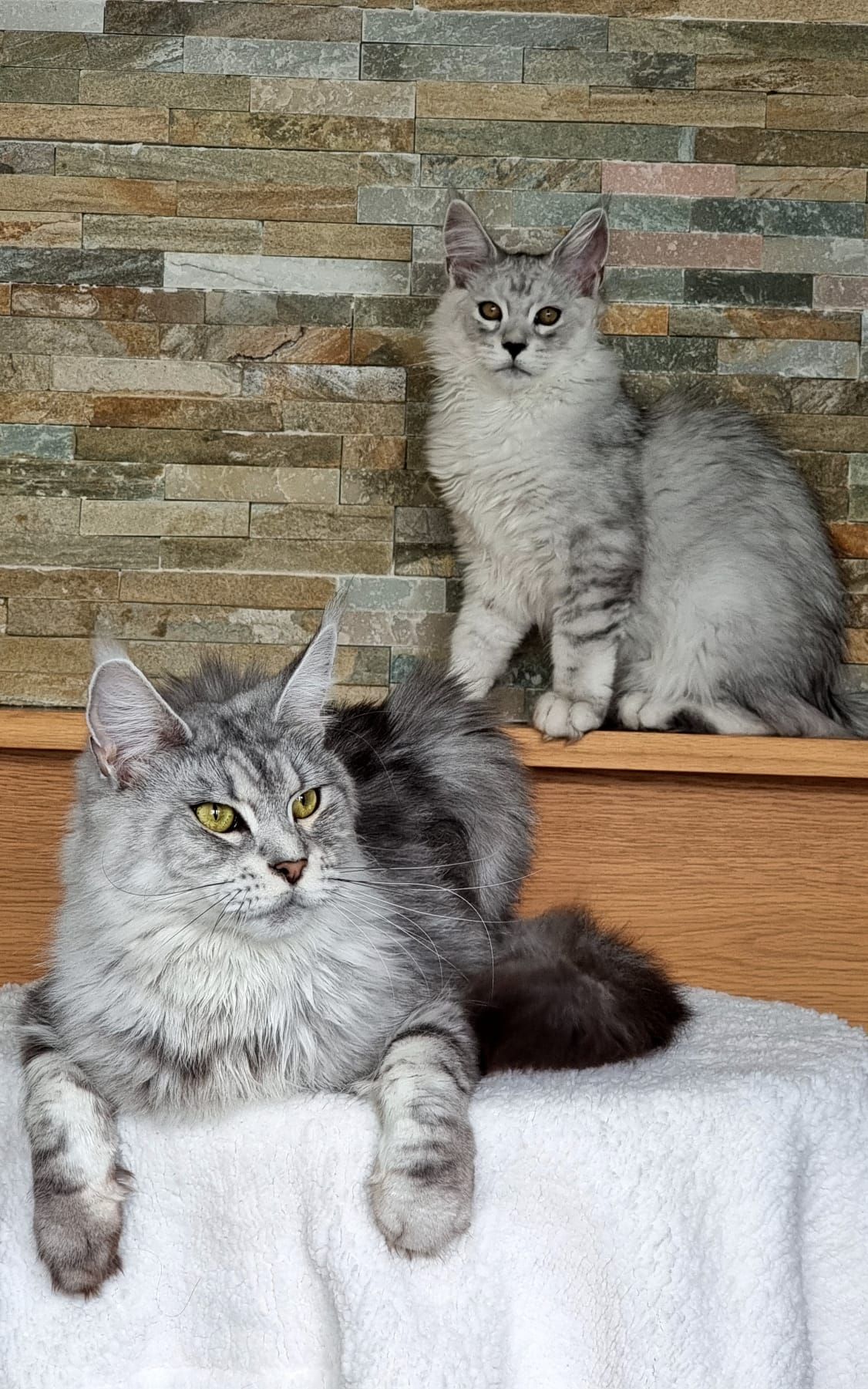 coon cats for sale, Maine coon cats for sale in the uk