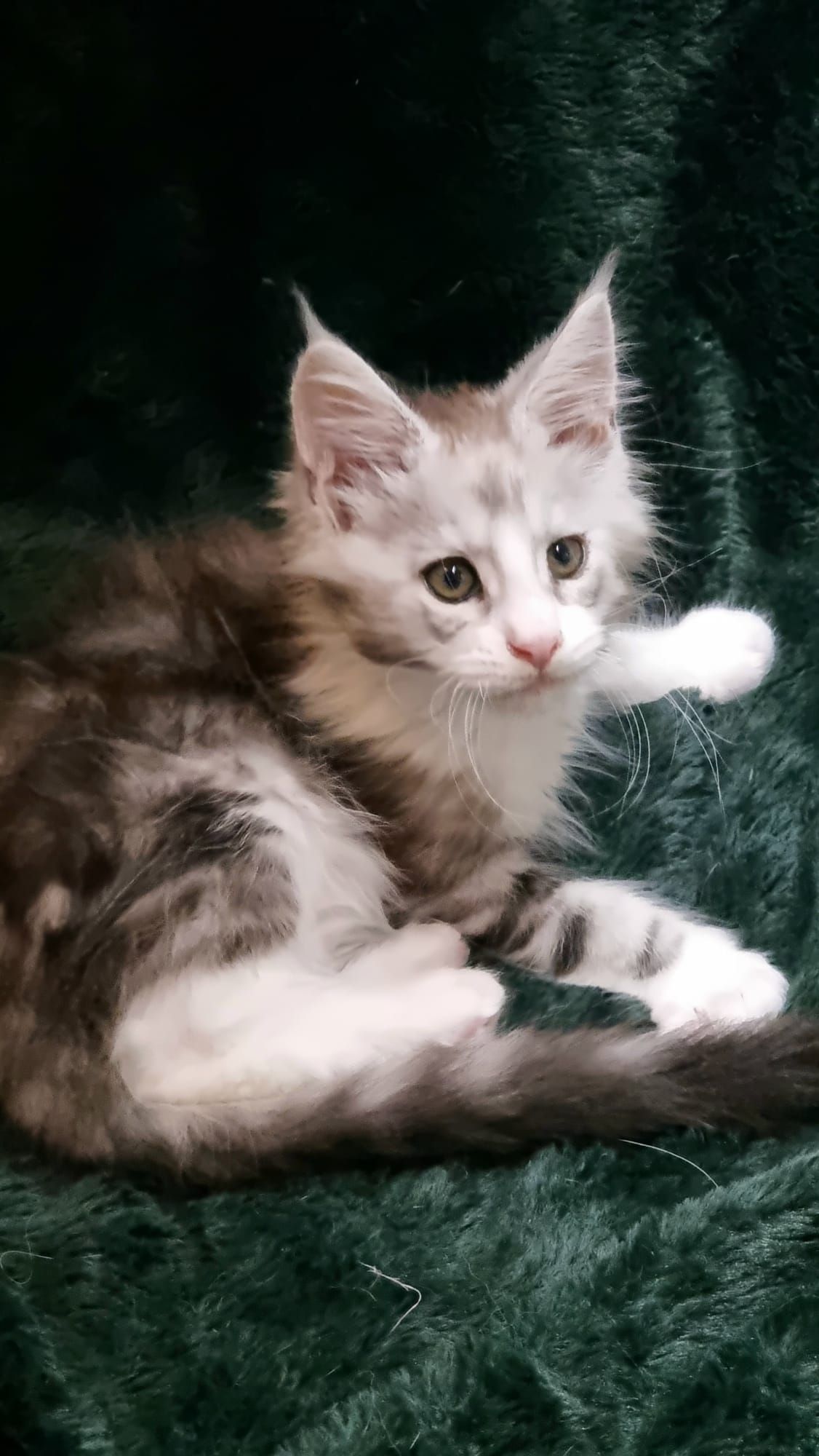 Rehomed cat