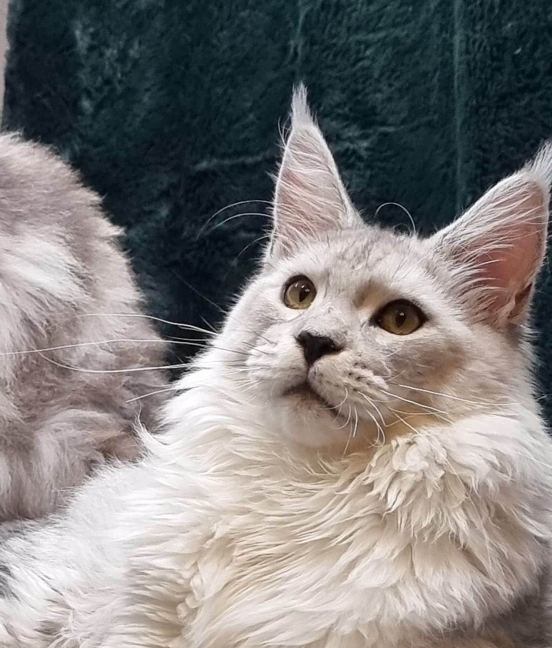 Maine Coon grooming
