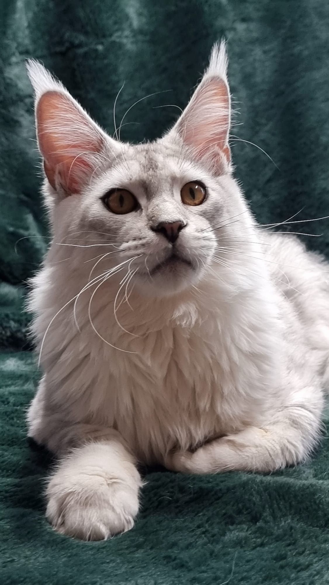 Rehomed cats
