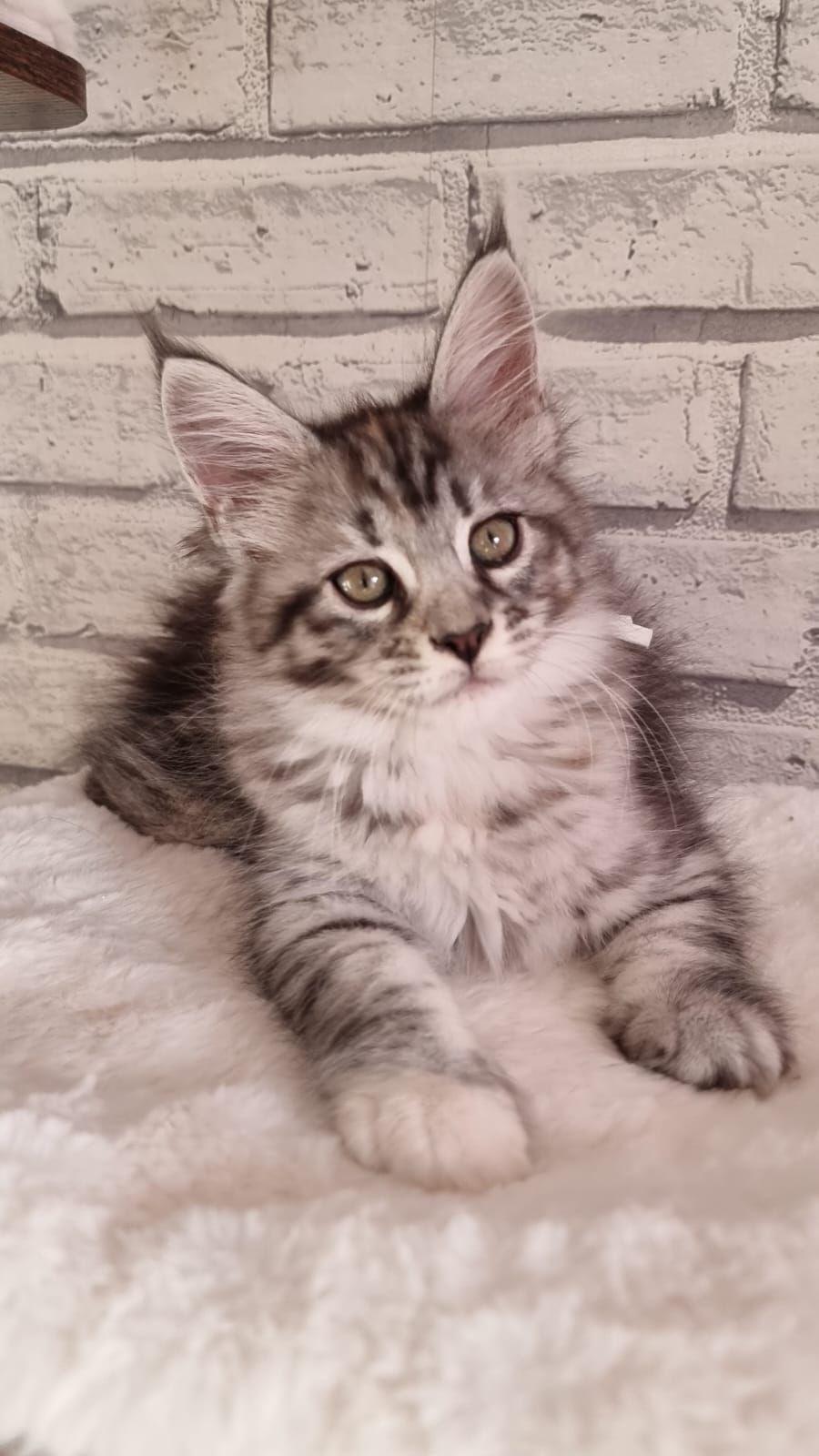 Maine Coon grooming