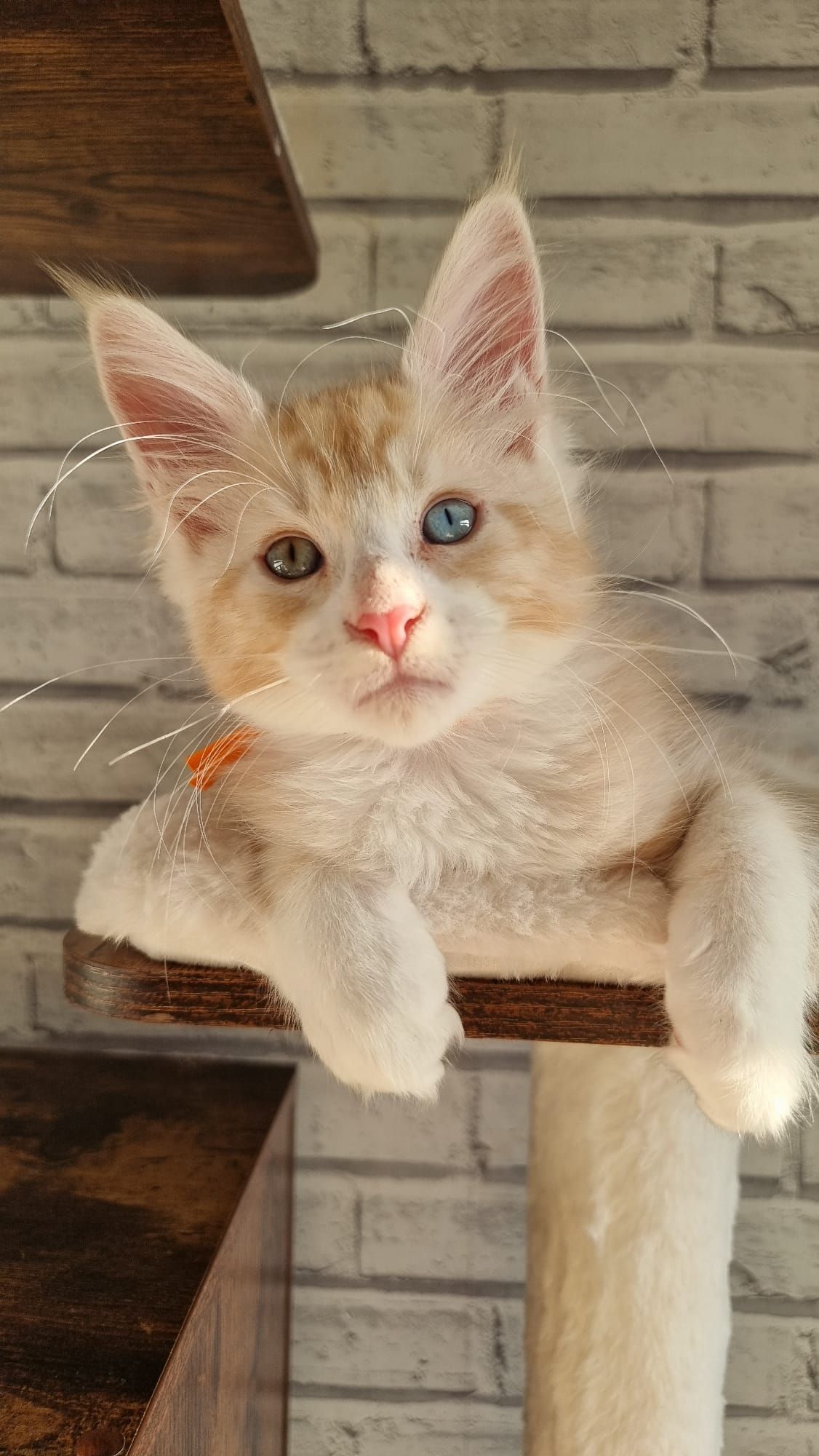 Maine coon grooming