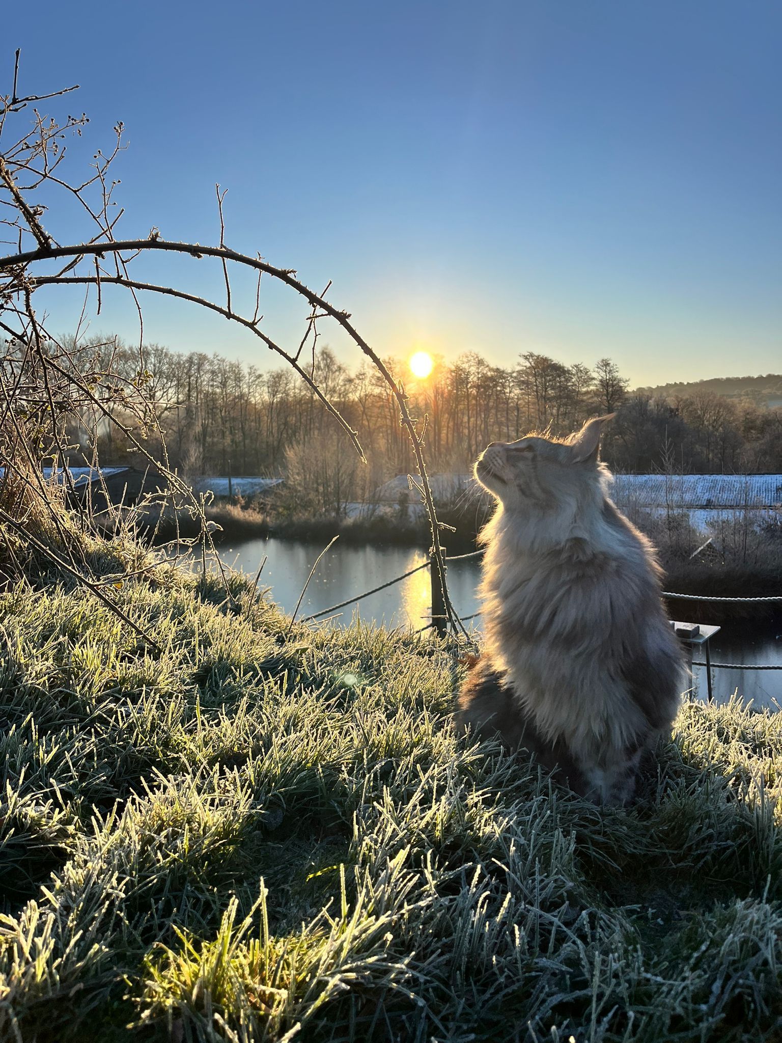 Maine Coon grooming