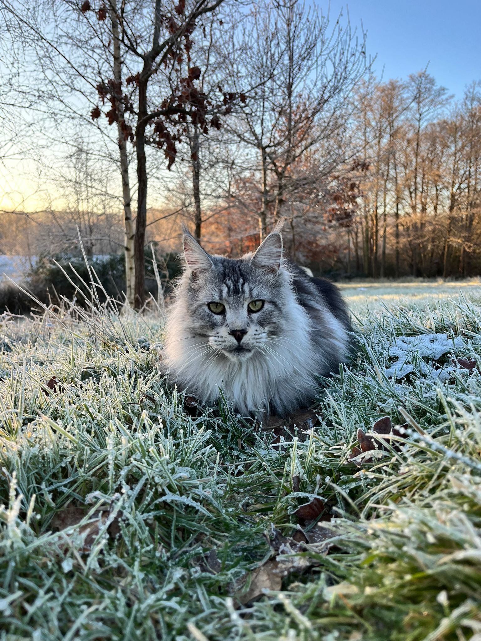 Maine Coon grooming