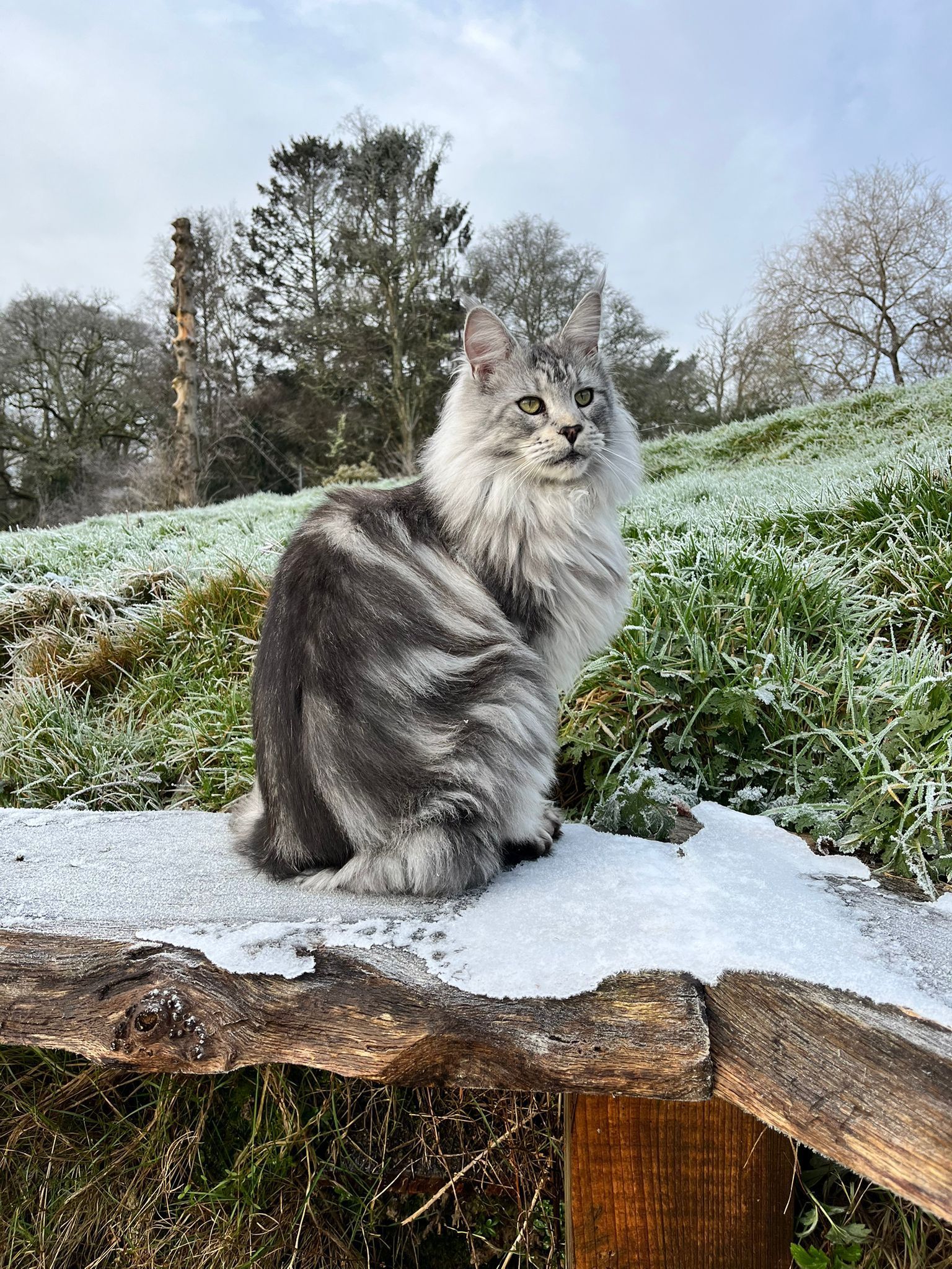Maine Coon grooming