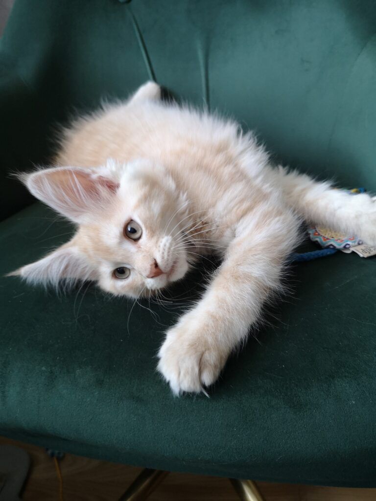 Coon cats for sale, Maine coon cats for sale in the uk