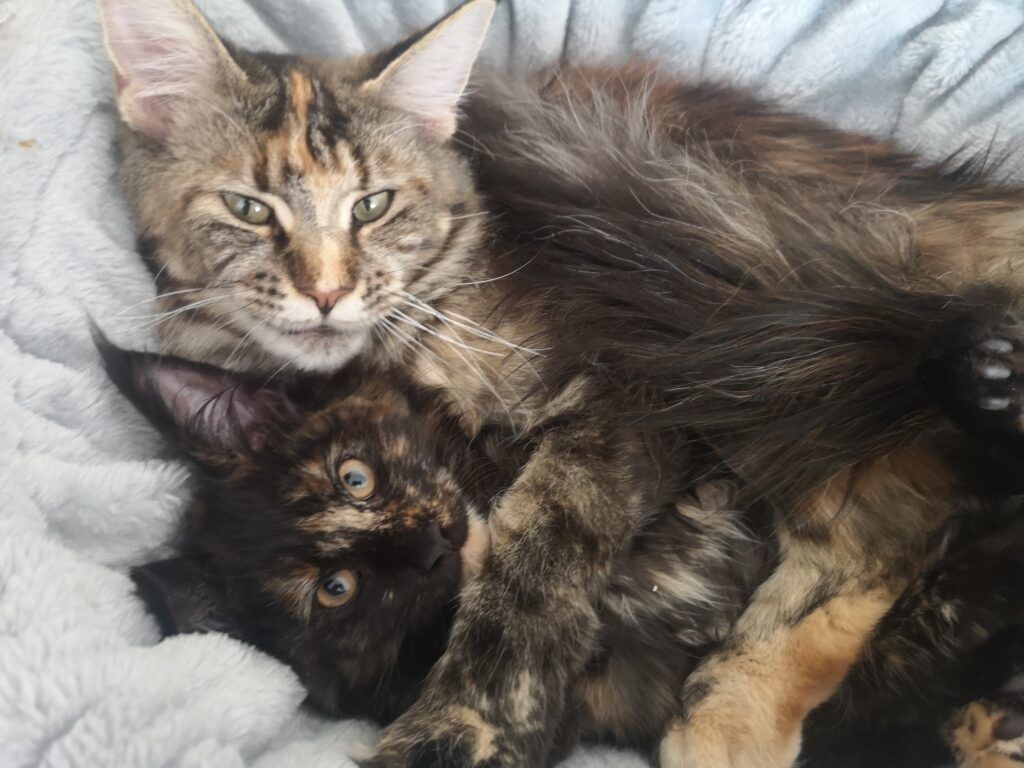 Coon cats for sale, Maine coon cats for sale in the uk