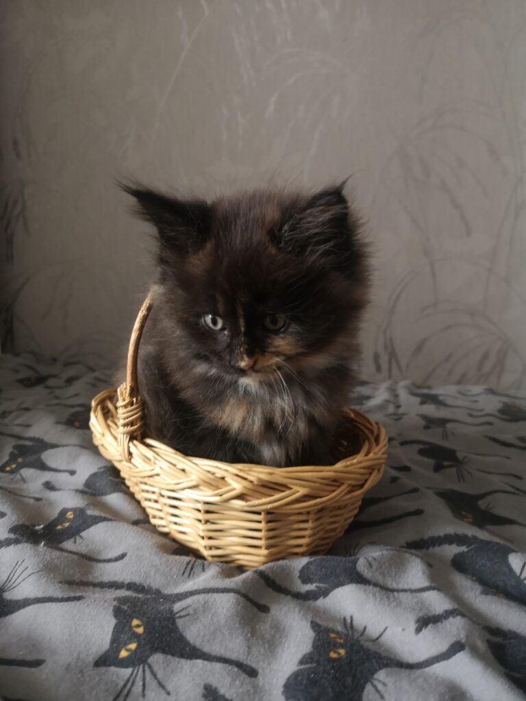 Coon cats for sale, Maine coon cats for sale in the uk