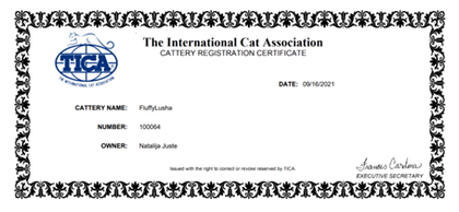Maine Coon Cats, buy maine coon cat