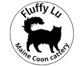 Maine coon cats, buy maine coon cat