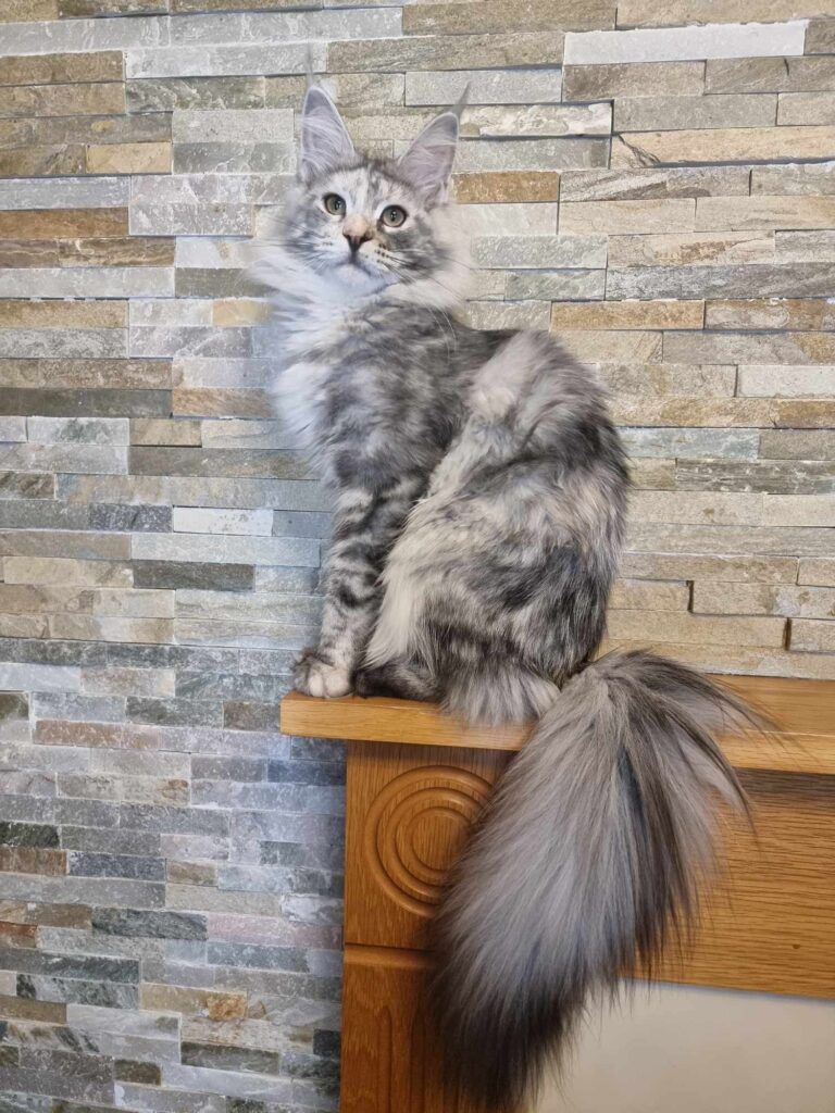 Coon cats for sale, Maine coon cats for sale in the uk
