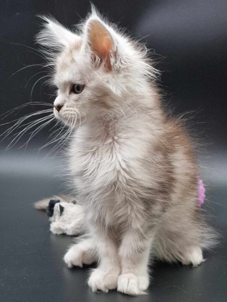 Coon cats for sale, Maine coon cats for sale in the uk