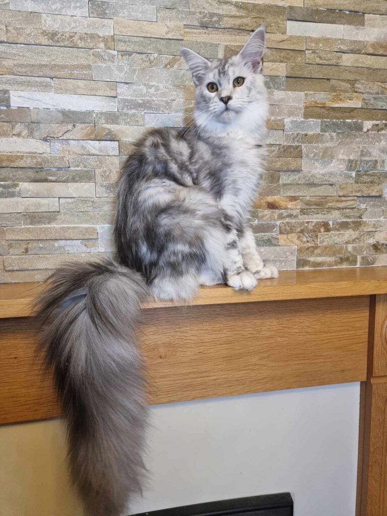 Maine Coon kittens for sale near Dunswell