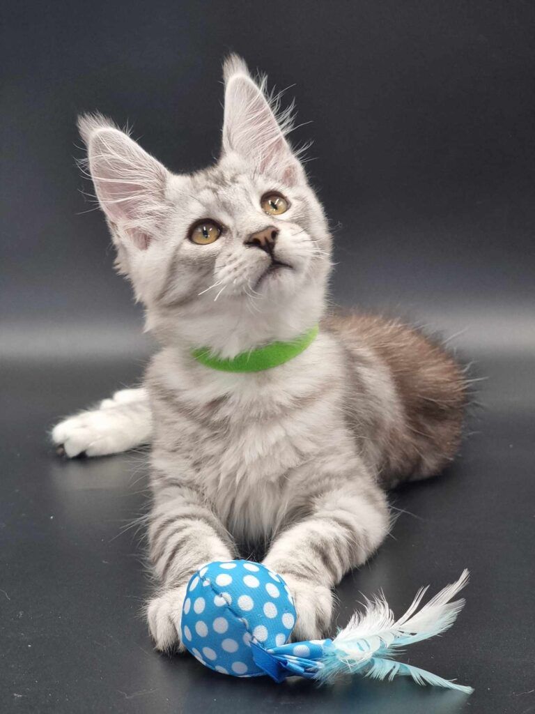 Coon cats for sale, Maine coon cats for sale in the uk
