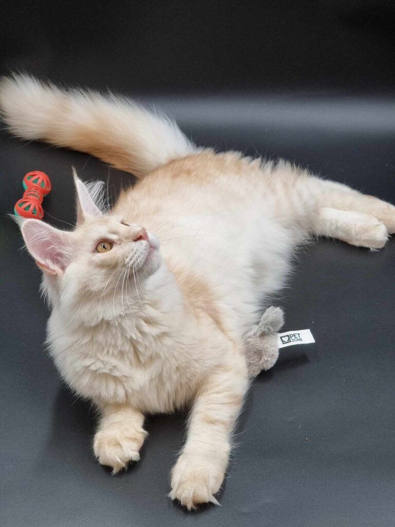 Coon cats for sale, Maine coon cats for sale in the uk