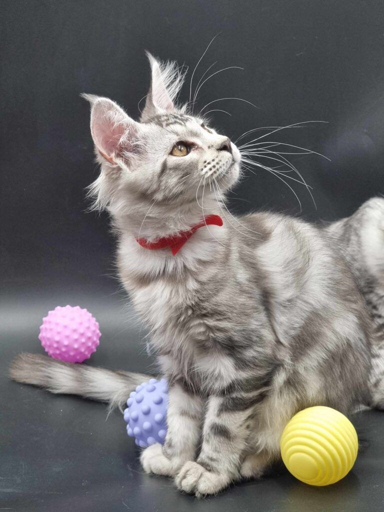 Coon cats for sale, Maine coon cats for sale in the uk
