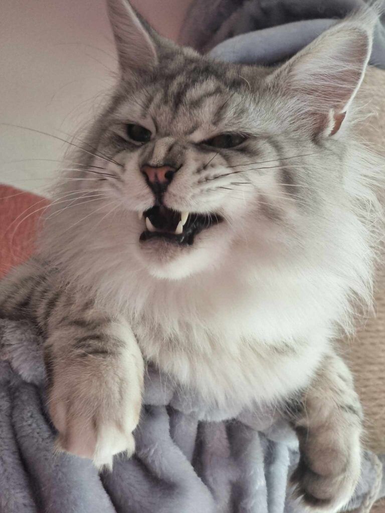 Maine Coon cat breeders near Hessle