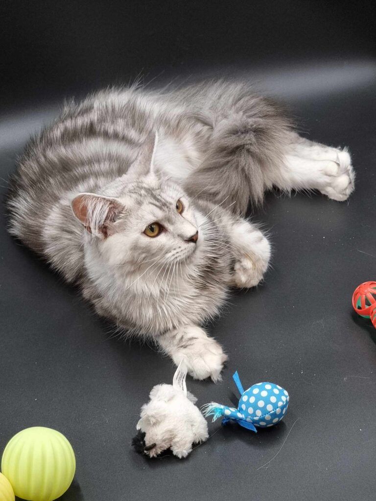 Coon cats for sale, Maine coon cats for sale in the uk