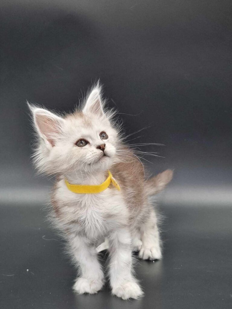 Coon cats for sale, Maine coon cats for sale in the uk
