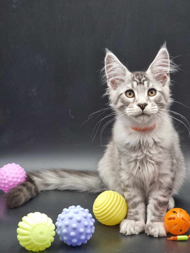 Coon cats for sale, Maine coon cats for sale in the uk