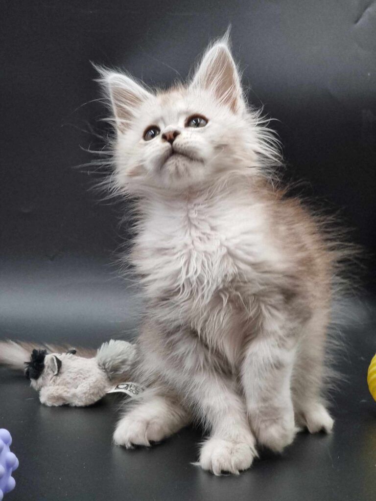 Coon cats for sale, Maine coon cats for sale in the uk