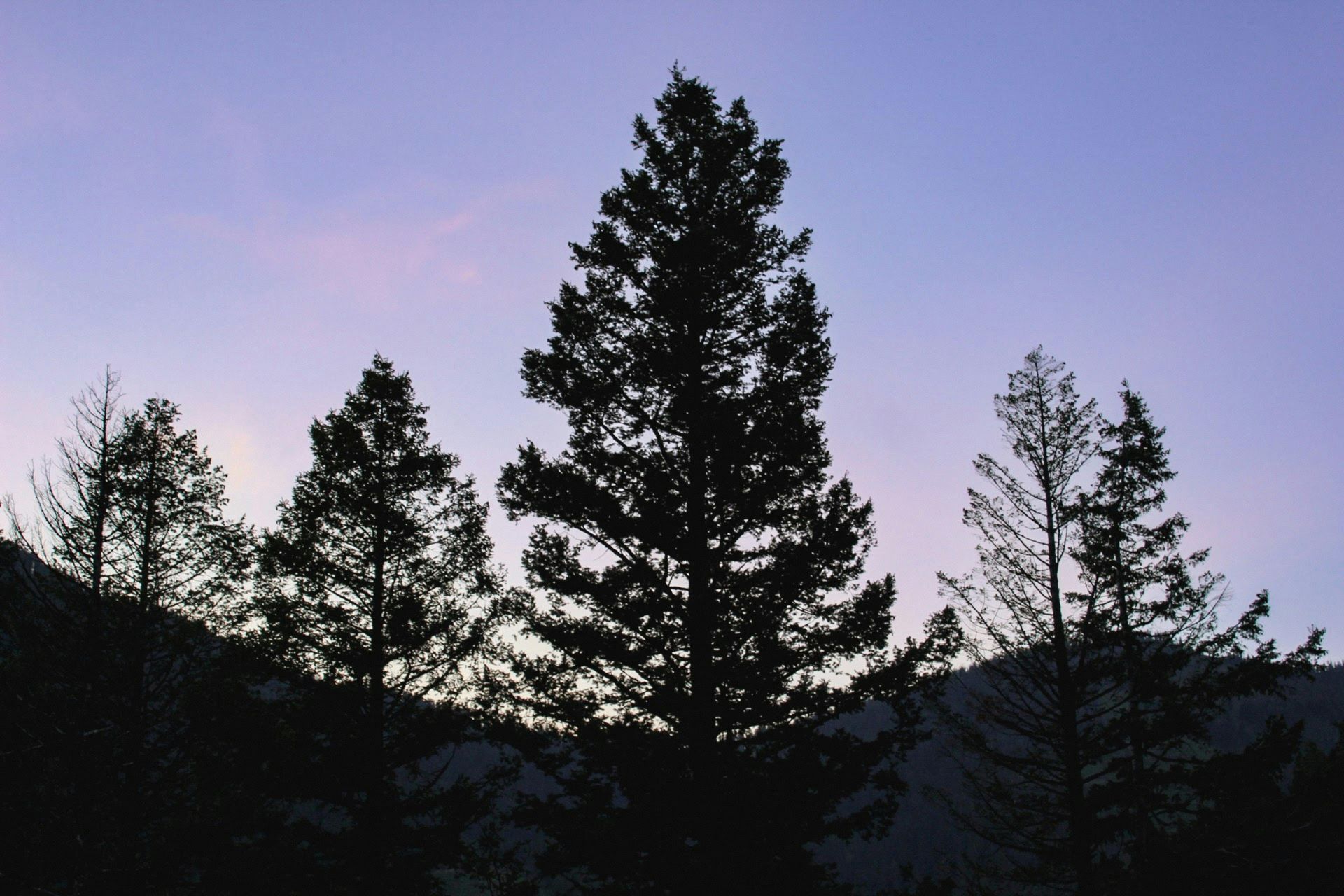 A group of trees are silhouetted against a purple sky