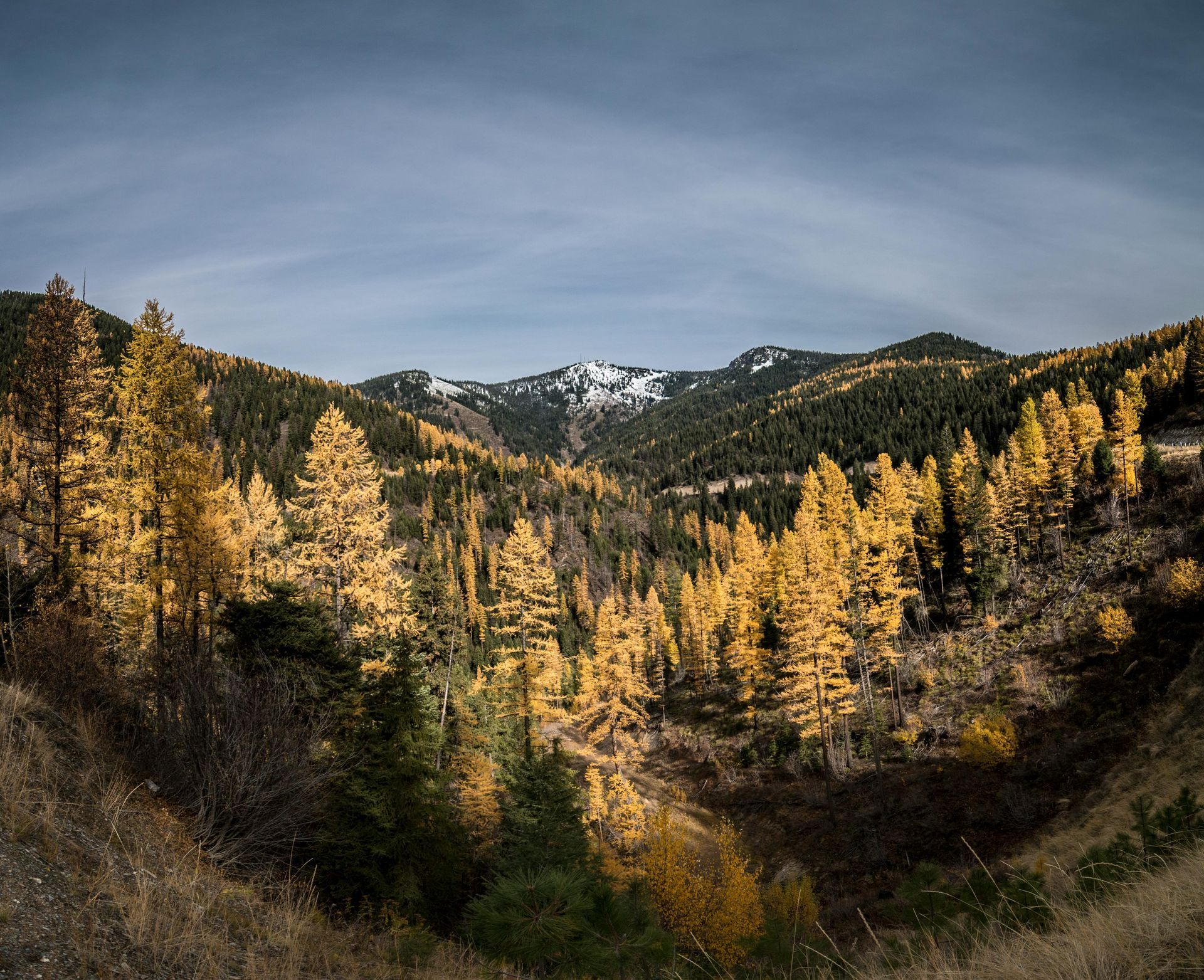 A valley filled with trees and mountains in the background