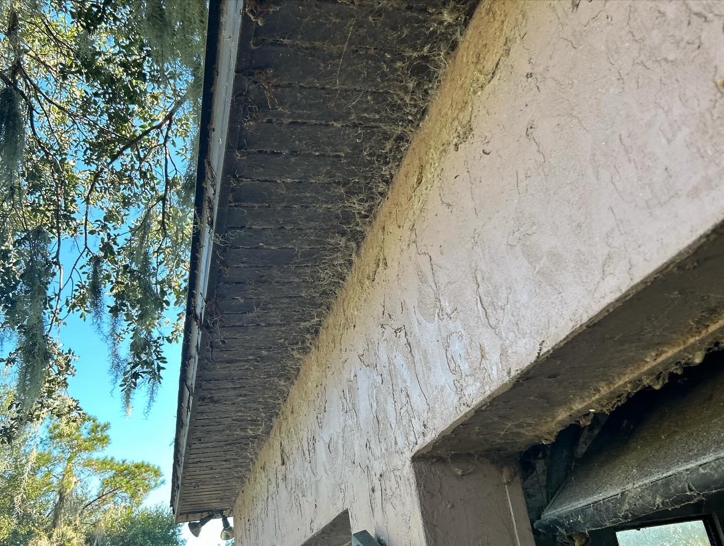 Thatched roof edge on a white stucco wall with blue sky and tree branches above