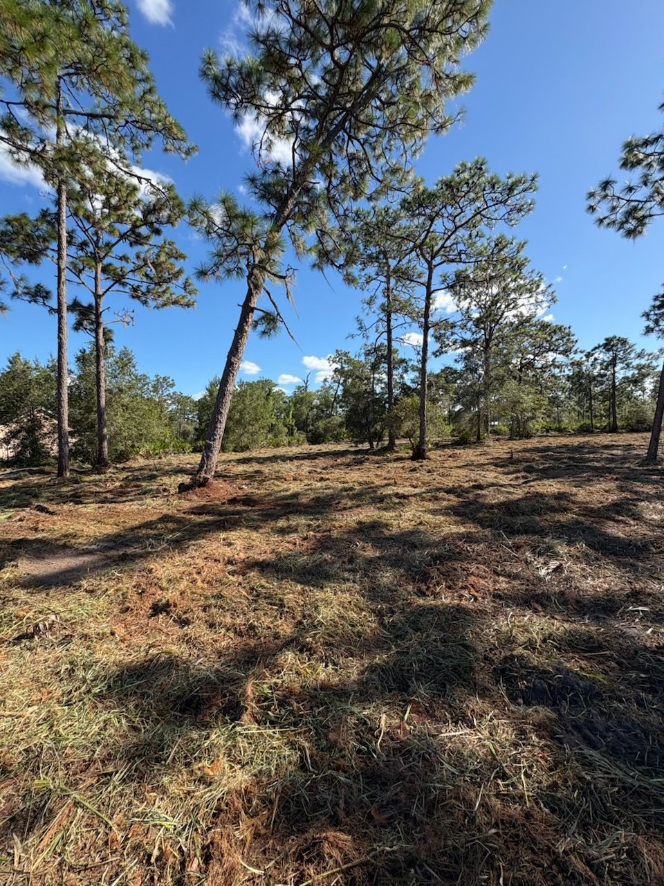 Sunlit pine forest with sparse trees and dry grass under a clear blue sky